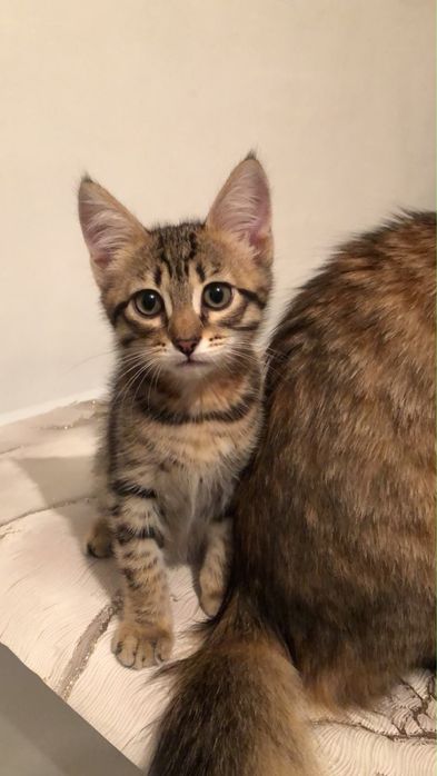 Бесплатно котята
