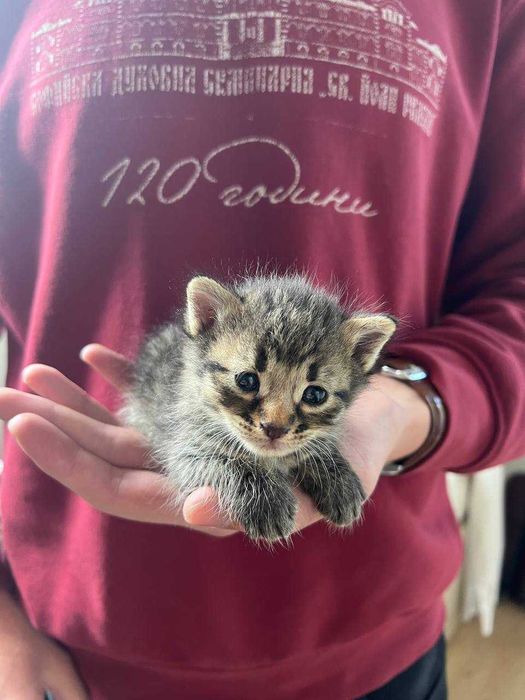 Котета за осиновяване