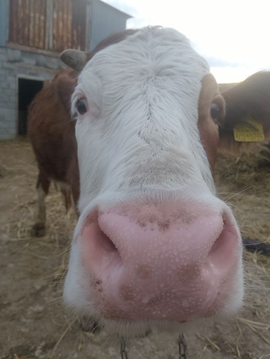 Корова с теленком симментал