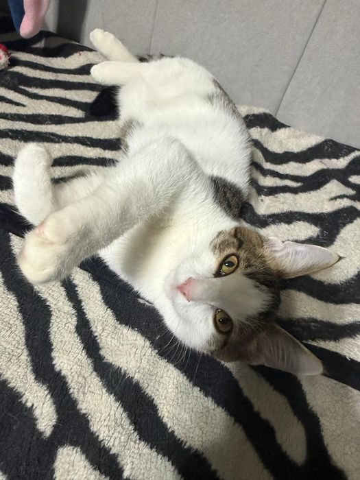 Кошка мальчикккк