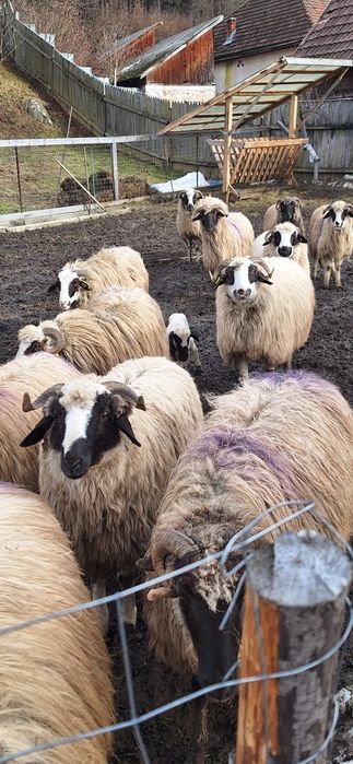 Vând oi de ținut frumoase