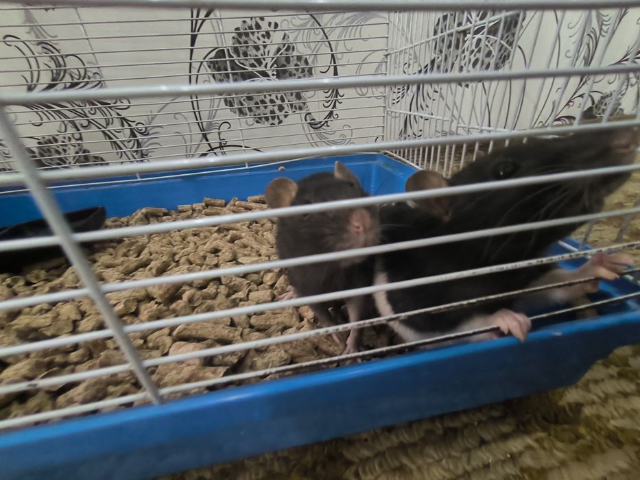 Продам 3 домашней крысы