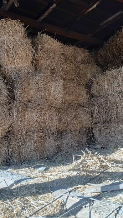 Продам чистый  клевер