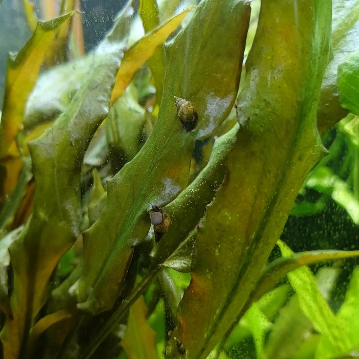 Улитка Хилена аквариумная