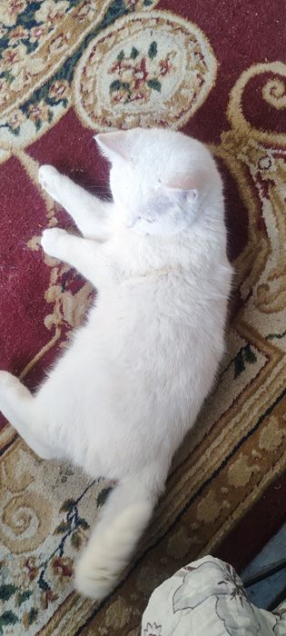 белый домашний кот. срочно!!!