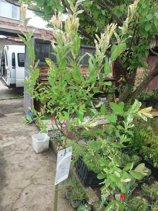 Японска върба Salix Hakuro Nishiki - Фламинго