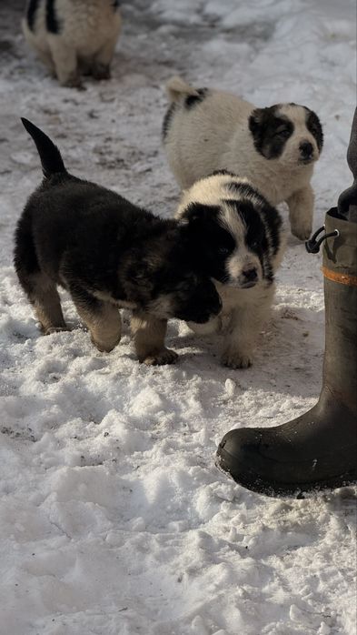 Продам щенков алабая
