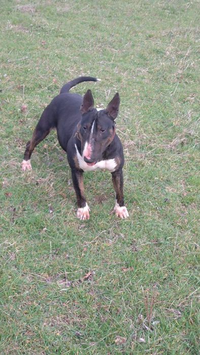 Продавам бултериер