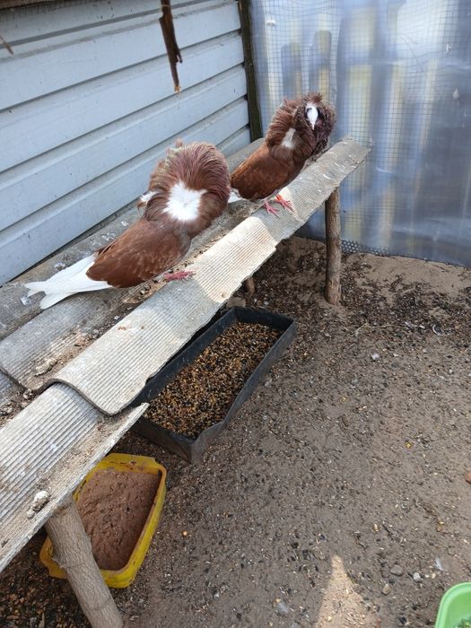 Продам голубей якобины