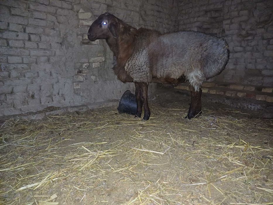 Qo'zi  sotiladi  12 oylik