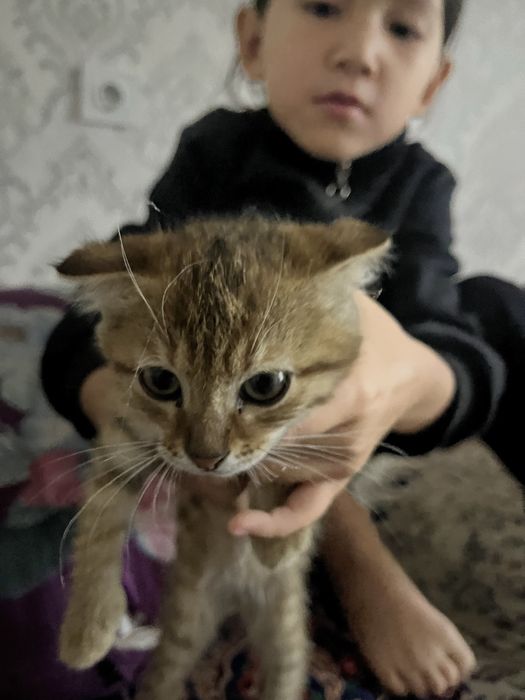 Полу шотландский котенок