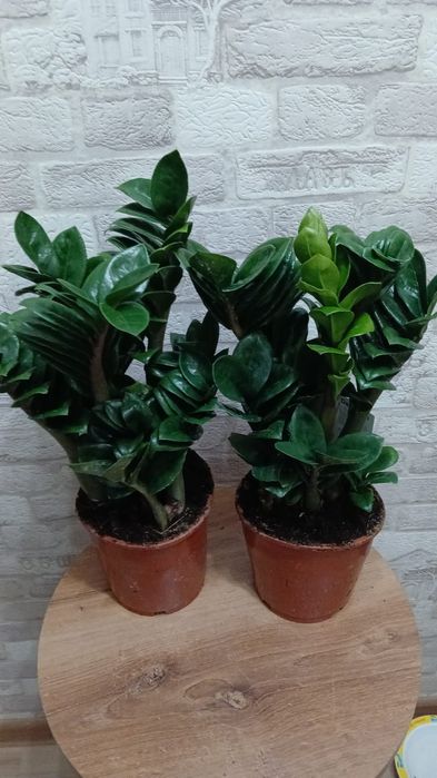 Цветы домашние . Комнатные цветы