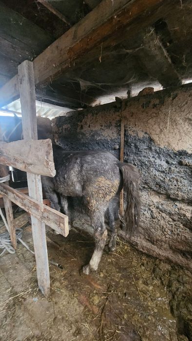 Кунан полторашка