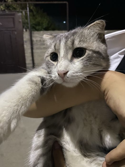 Шотландский  Кот 1 год