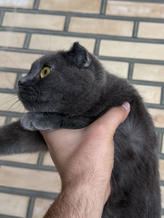 Скотиш фолд девочка