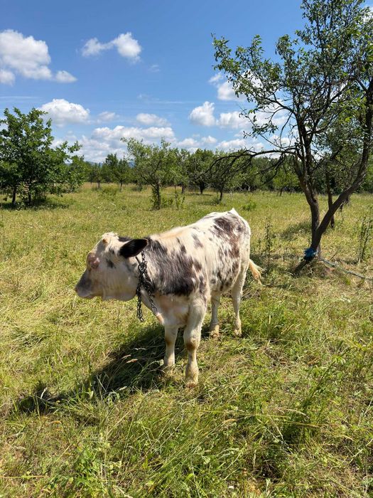 Animale domestice  vaci și vitel