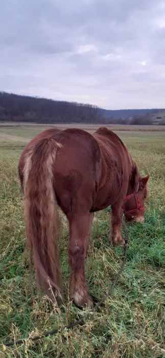 Vând iapă de 6 ani, gestantă