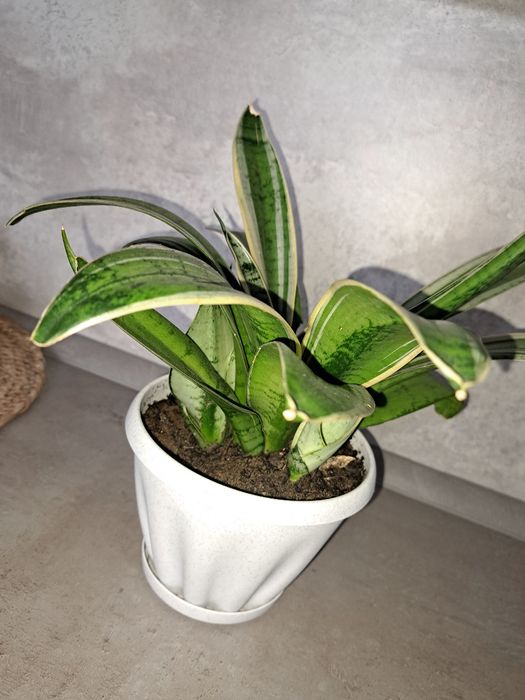 Продам Сансевиерию