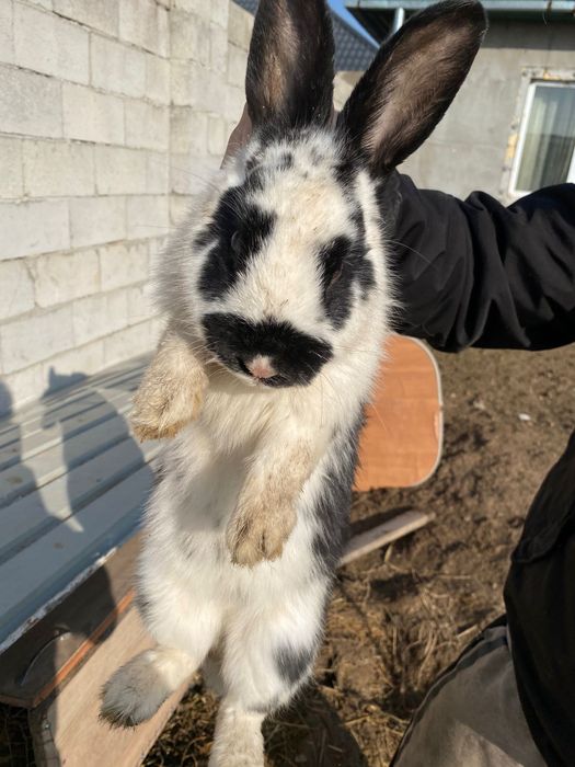 Продам кролик самец