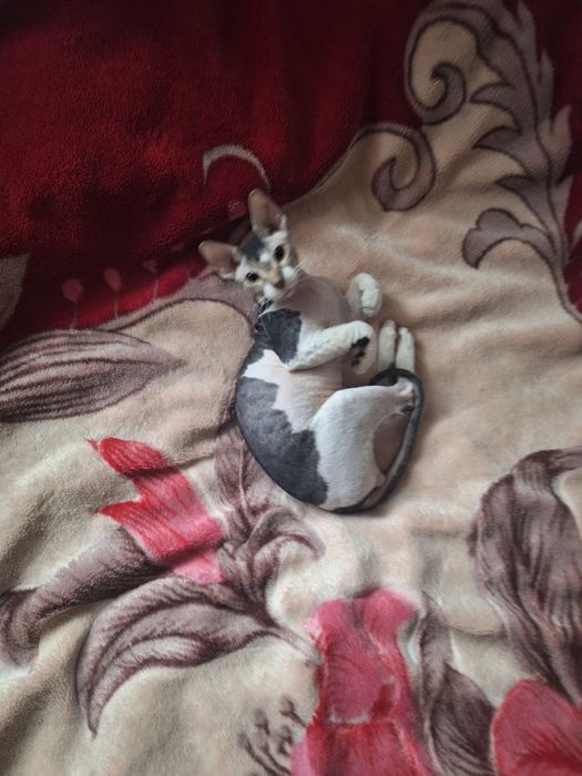 Котик сфинкс, велюр