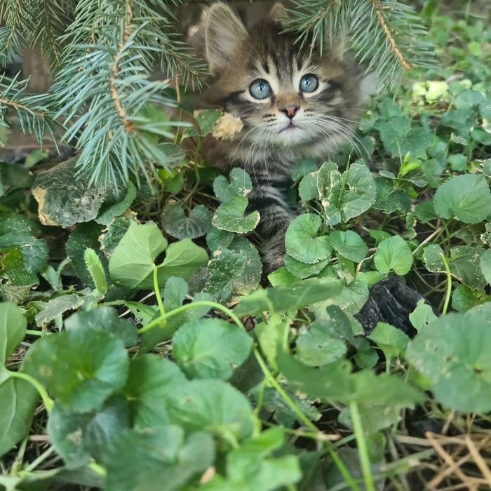 Отдам милых котят в добрые руки.