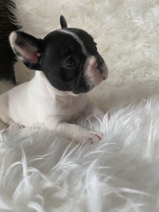 Bulldog francez femela