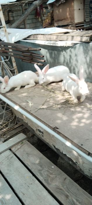 Quyon gosh bor sivejiy