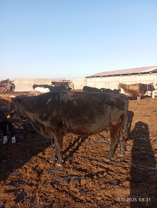 Соғым семиз сиыр сатылады