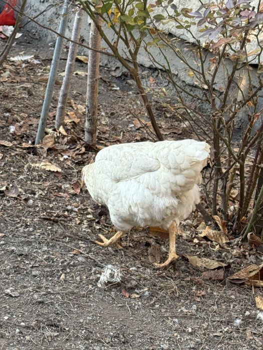 Продам курей и петушков