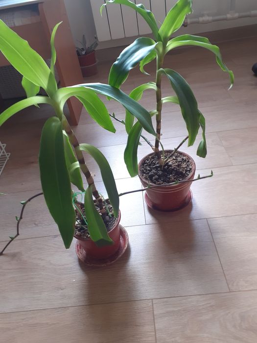 Золотой ус  60 см