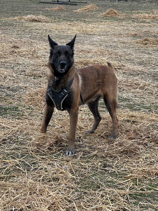 Mascul Ciobănesc Belgian Malinois