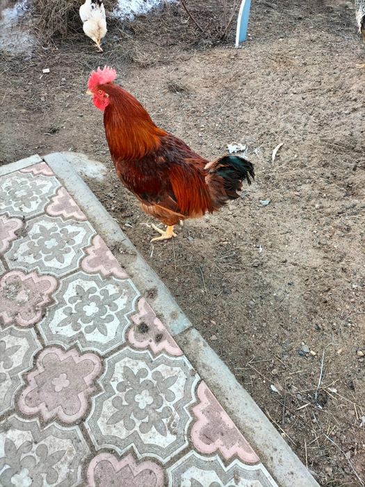 Қораздар петухи по 5000тг