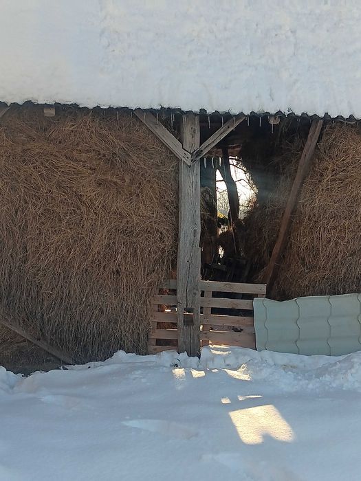 Fan de vanzare Tur, Negrești-Oaș