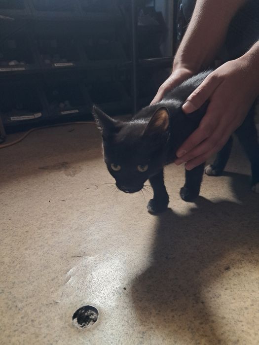 Отдам котят в хорошие руки