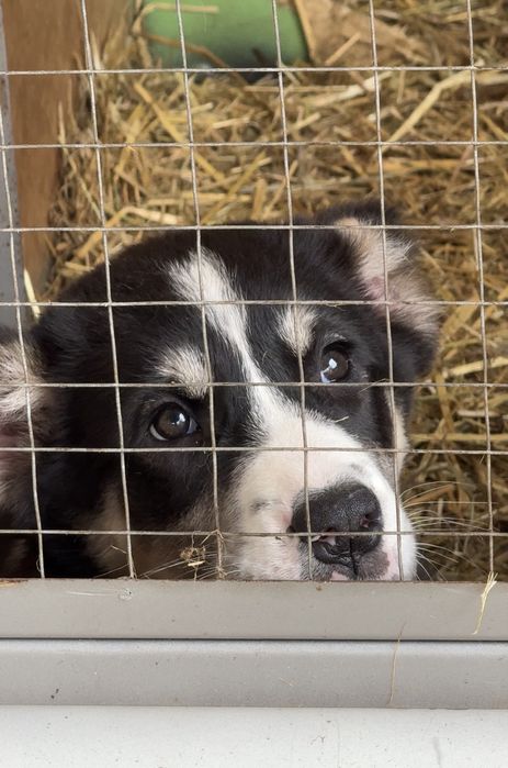 Щенки  Алабая Туркменские