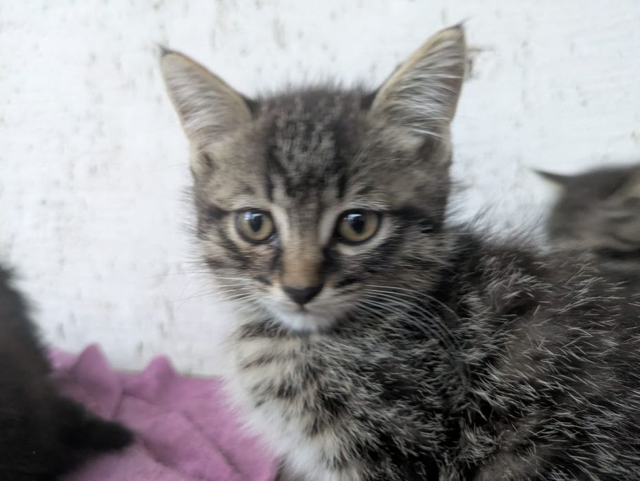 Отдам котят в добрые руки