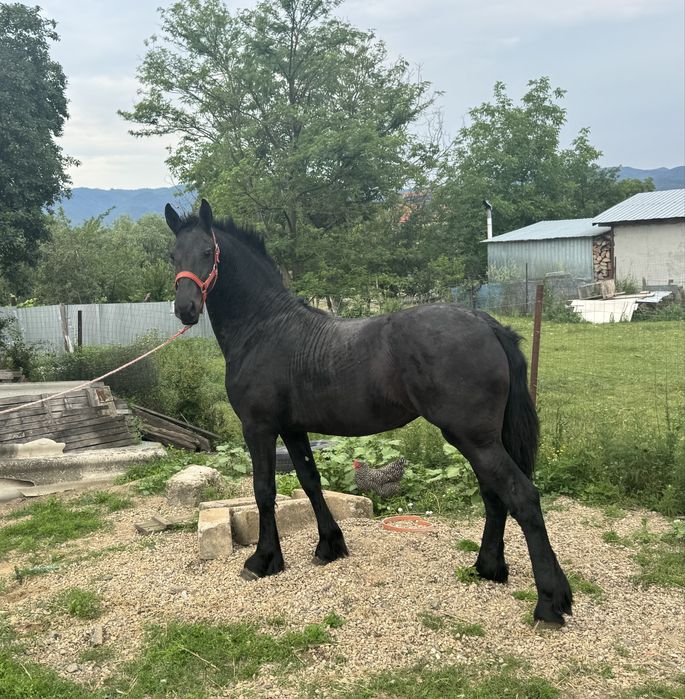 Manza Friesian/Frizian