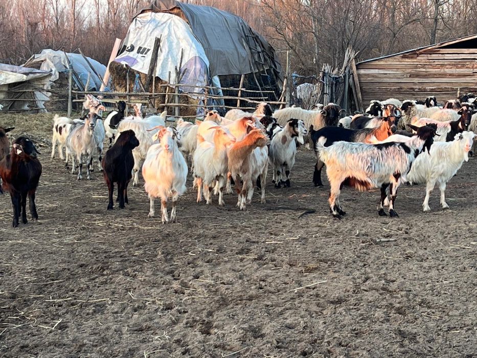 Vând oi, oi cu miei, capre cu iezi