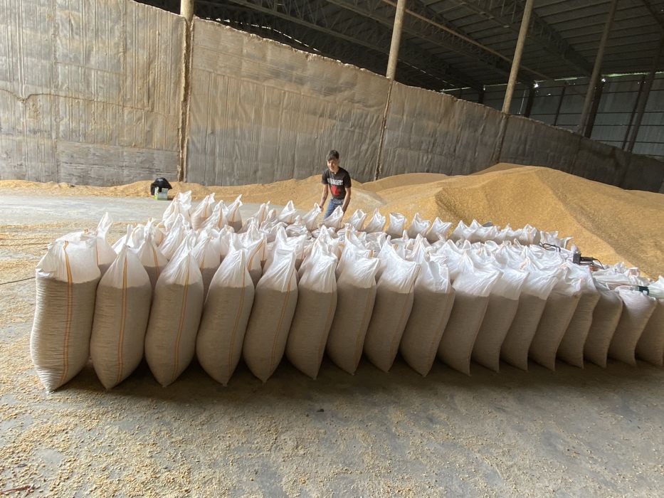 Vând porumb uscat gata pus in saci cu transport la domiciliu