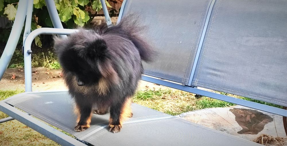 Femela disponibilă cu Pedigree din părinți campioni.