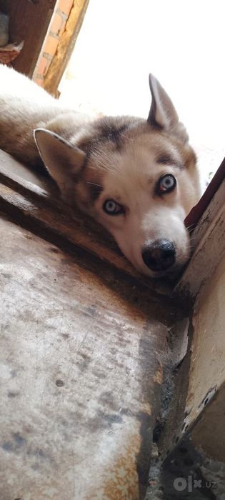 Xaski moviy kozlik xar xili bor chroylik zor sovga yangi yil ga