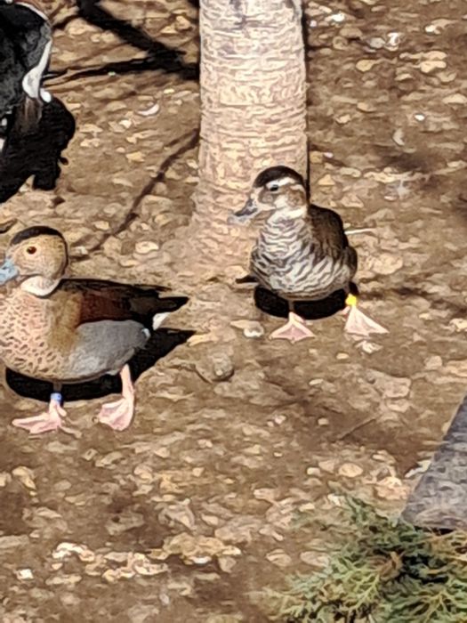 Rate Micul Atlantic Rațe Exotice de baltă și baltă