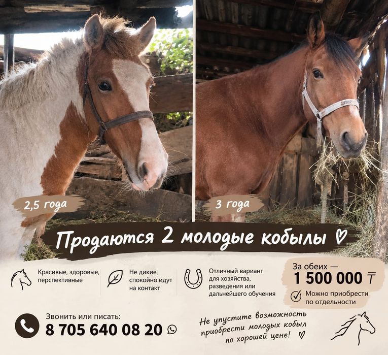 Продаются 2 молодые  ЛОШАДИ