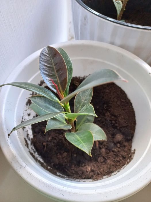 Отросток фикуса 3500