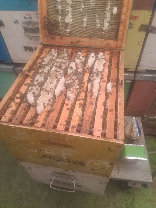 Miere de salcam 2024