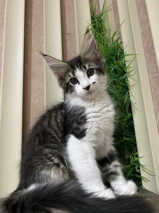 Малыш Мейн кун Wcf в Астане