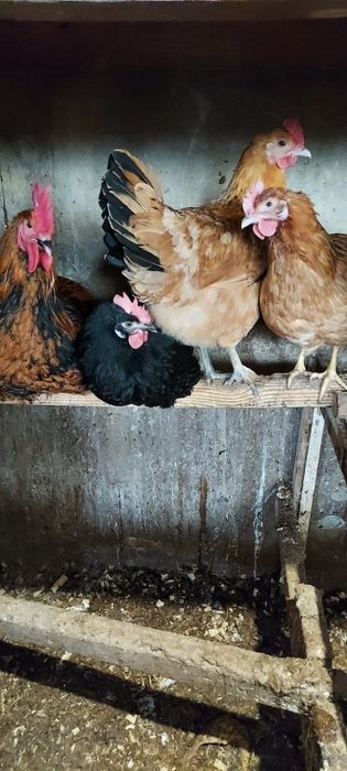Продам  цыплят цветных  домашних 800 тнг штука