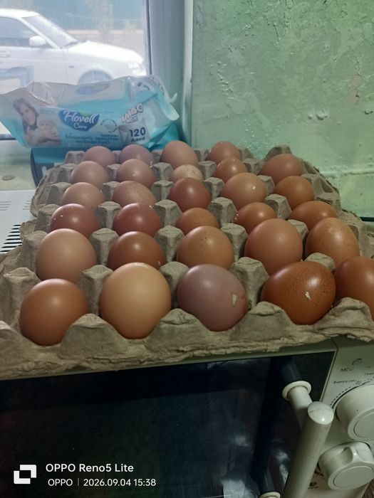Продам домашние яйца
