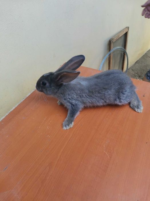 Iepuroaice de prasila