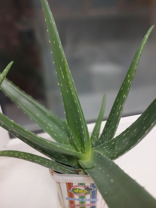 Продам трехлетний алое вера